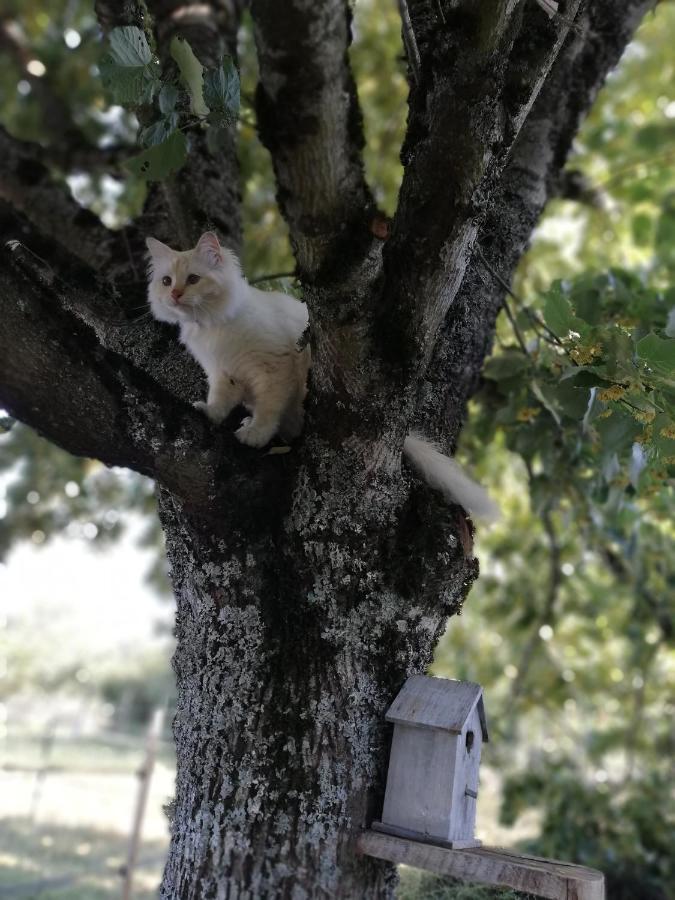 Chambre D'Hote Equestre Au Petit Bonheur Chateldon エクステリア 写真